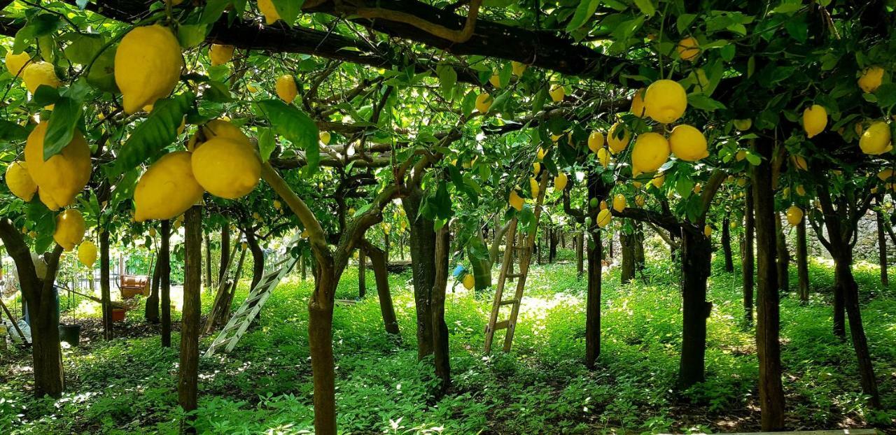 Вилла Il Limoneto Degli Angeli Минори Экстерьер фото